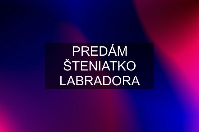 PREDÁM ŠTENIATKO LABRADORA