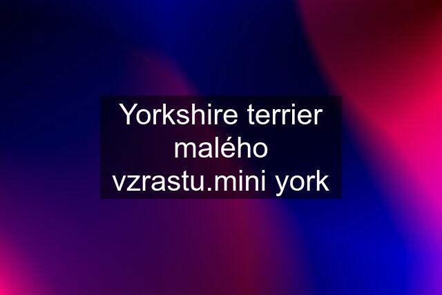 Yorkshire terrier malého vzrastu.mini york
