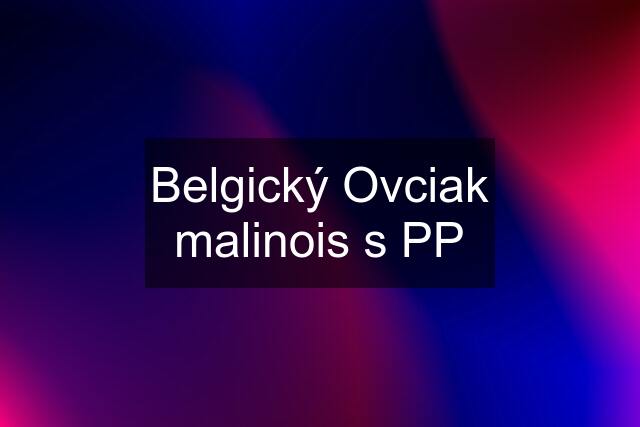 Belgický Ovciak malinois s PP