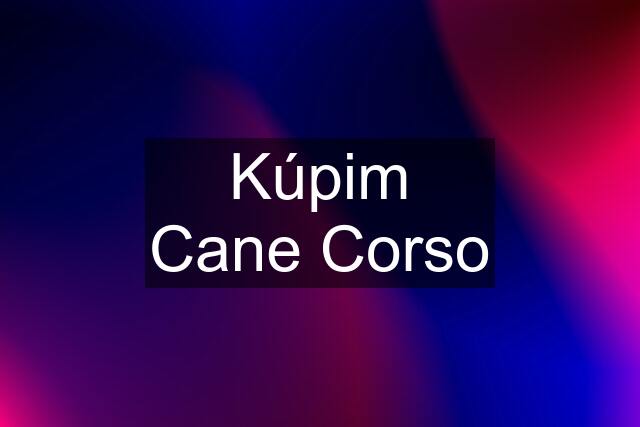 Kúpim Cane Corso