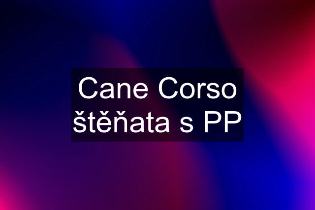 Cane Corso štěňata s PP