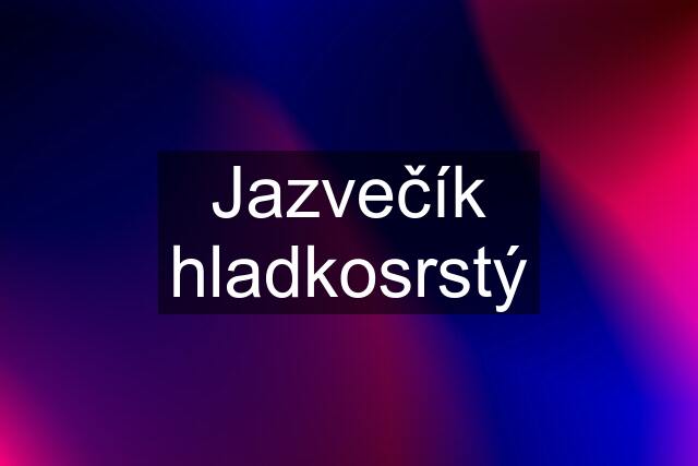 Jazvečík hladkosrstý