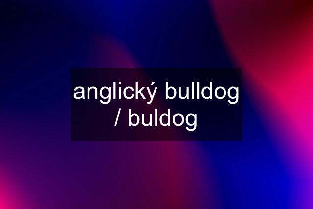 anglický bulldog / buldog