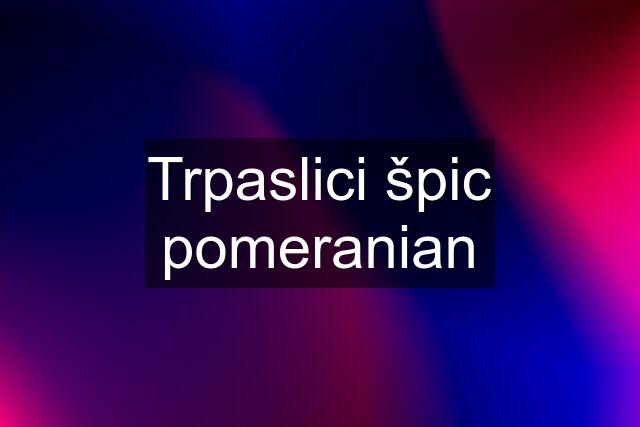 Trpaslici špic pomeranian