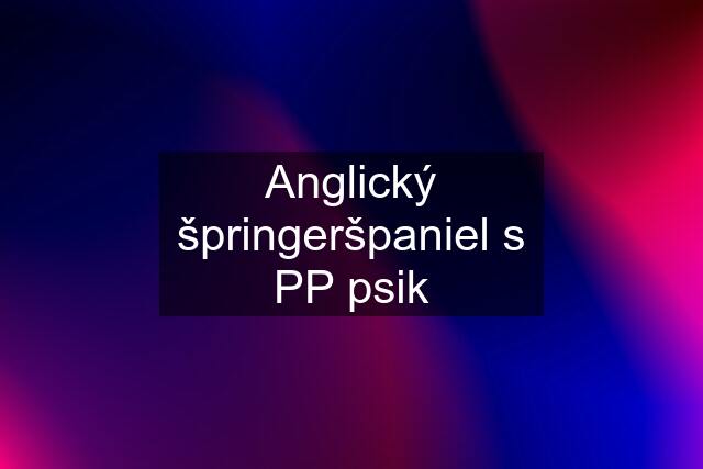 Anglický špringeršpaniel s PP psik