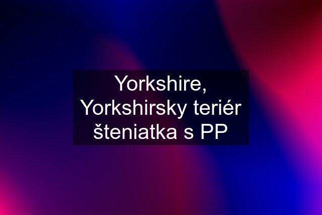 Yorkshire, Yorkshirsky teriér šteniatka s PP