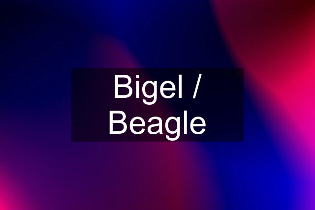 Bigel / Beagle