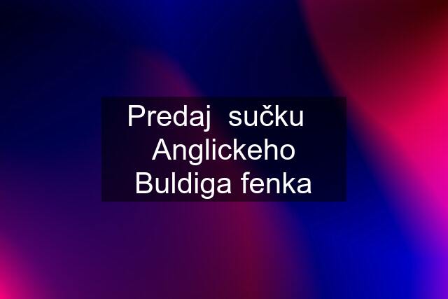 Predaj  sučku   Anglickeho Buldiga fenka