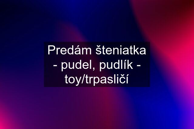 Predám šteniatka - pudel, pudlík - toy/trpasličí