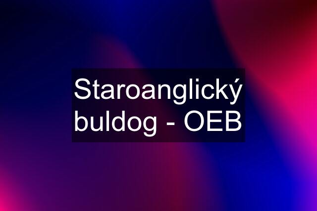 Staroanglický buldog - OEB