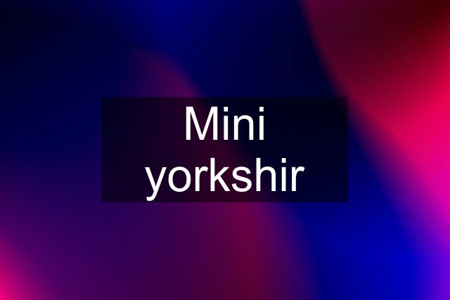 Mini yorkshir