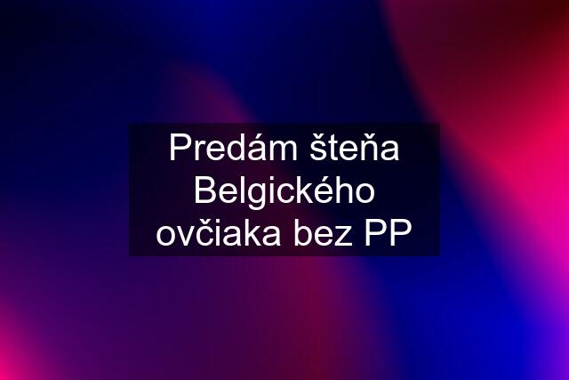 Predám šteňa Belgického ovčiaka bez PP