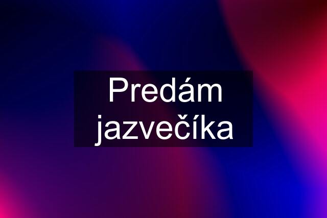 Predám jazvečíka