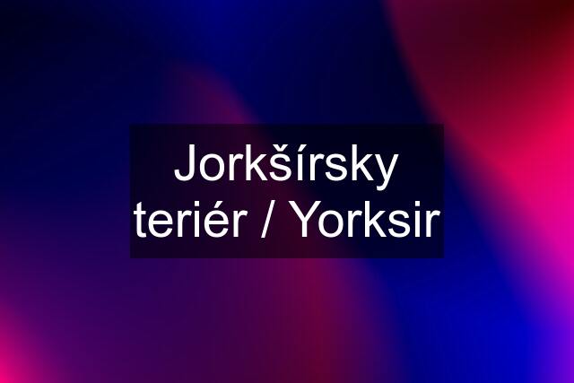 Jorkšírsky teriér / Yorksir