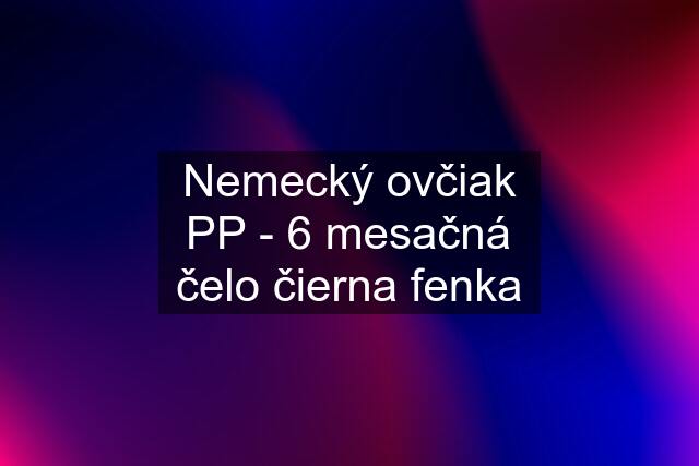 Nemecký ovčiak PP - 6 mesačná čelo čierna fenka