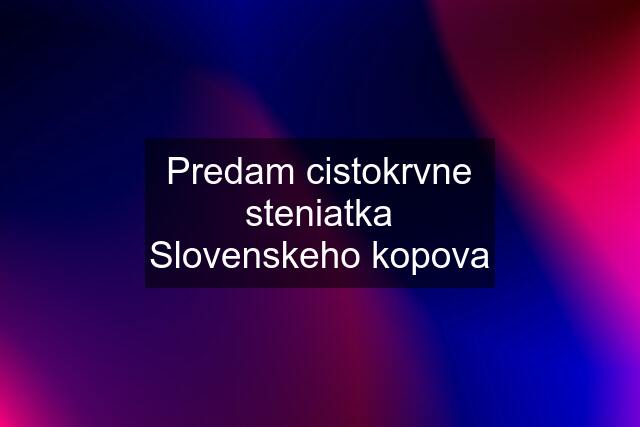 Predam cistokrvne steniatka Slovenskeho kopova