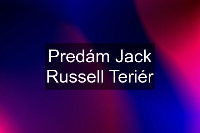 Predám Jack Russell Teriér