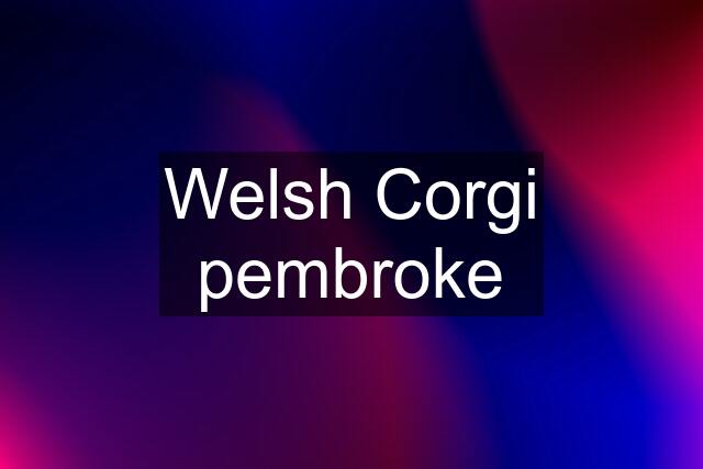 Welsh Corgi pembroke