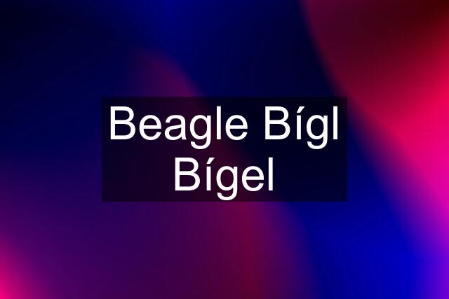 Beagle Bígl Bígel