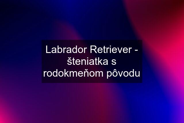 Labrador Retriever - šteniatka s rodokmeňom pôvodu