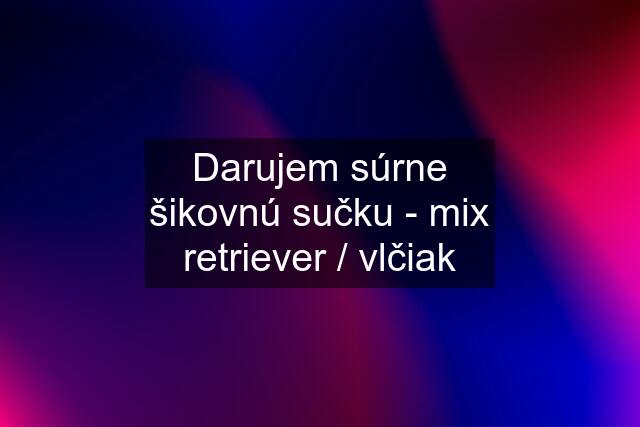 Darujem súrne šikovnú sučku - mix retriever / vlčiak