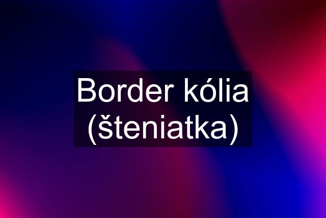 Border kólia (šteniatka)