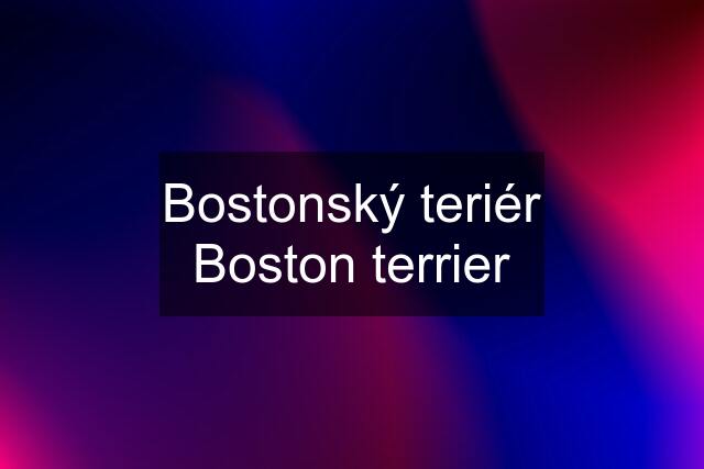 Bostonský teriér Boston terrier