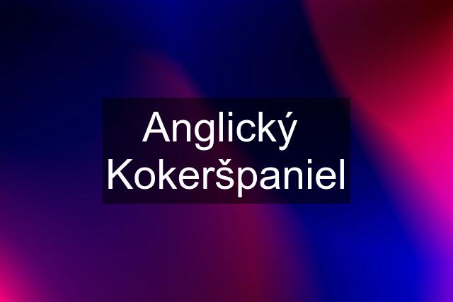 Anglický  Kokeršpaniel