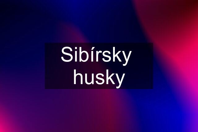 Sibírsky  husky