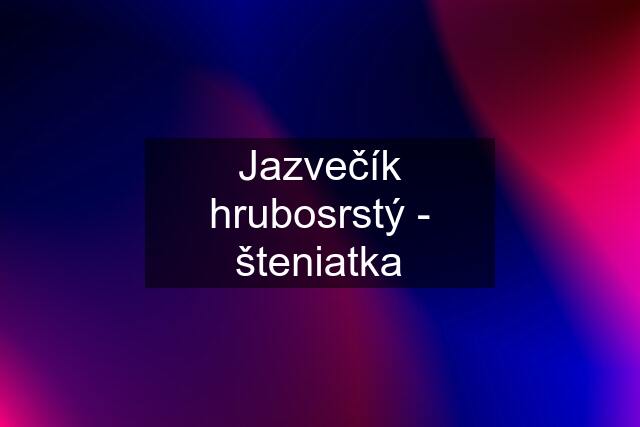 Jazvečík hrubosrstý - šteniatka