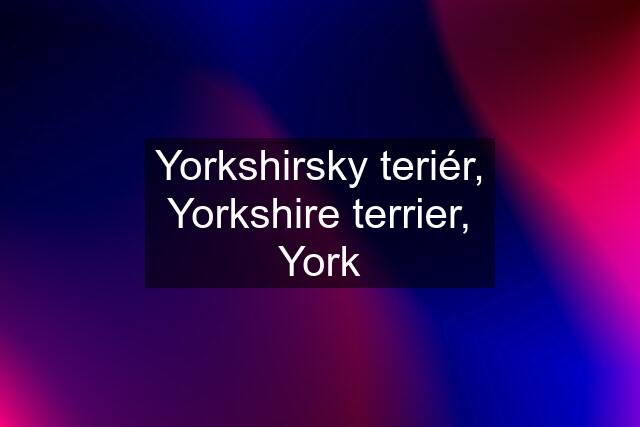 Yorkshirsky teriér, Yorkshire terrier, York
