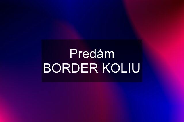 Predám BORDER KOLIU