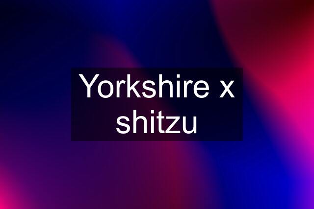 Yorkshire x shitzu