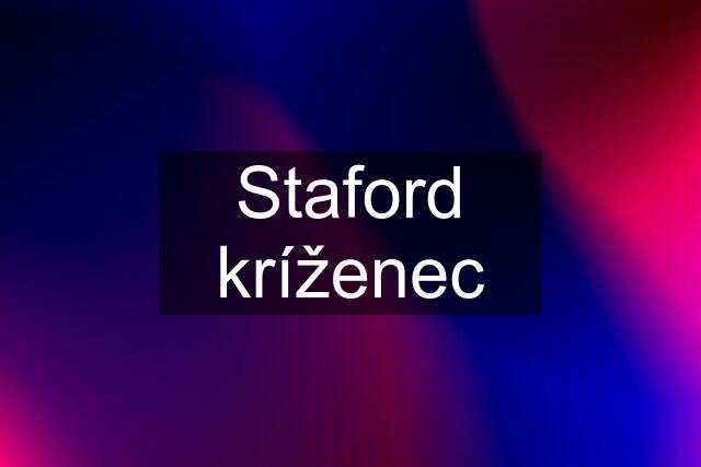 Staford kríženec