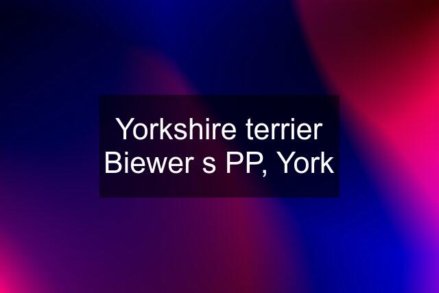 Yorkshire terrier Biewer s PP, York