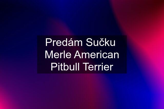 Predám Sučku  Merle American Pitbull Terrier