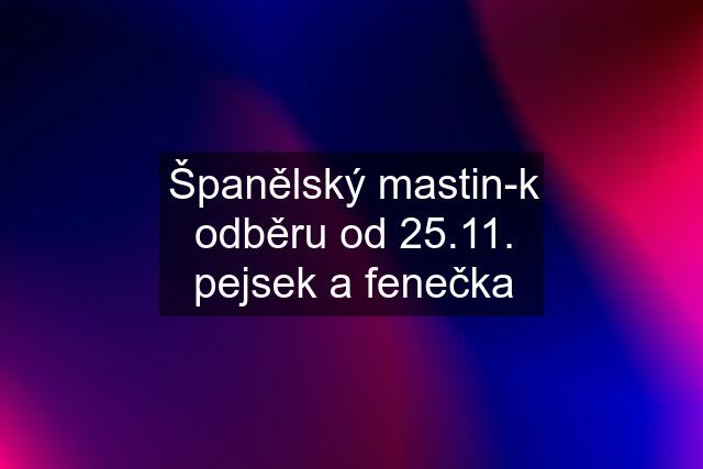 Španělský mastin-k odběru od 25.11. pejsek a fenečka