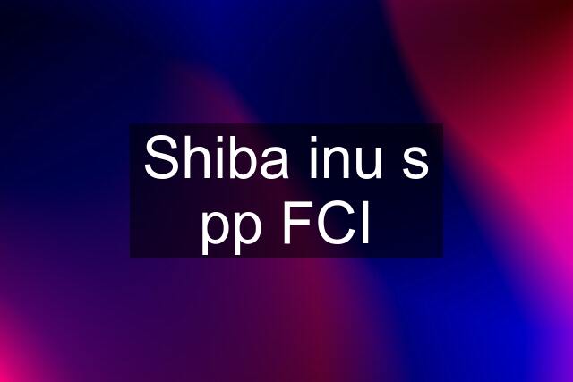 Shiba inu s pp FCI