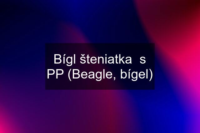 Bígl šteniatka  s PP (Beagle, bígel)