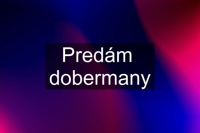 Predám  dobermany