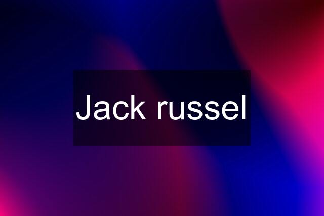 Jack russel