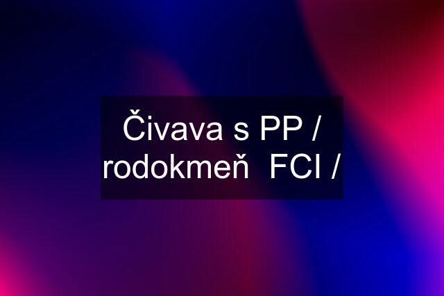 Čivava s PP / rodokmeň  FCI /