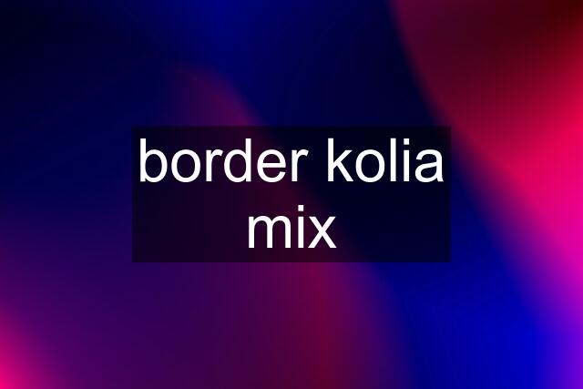 border kolia mix