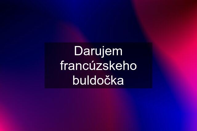 Darujem francúzskeho buldočka