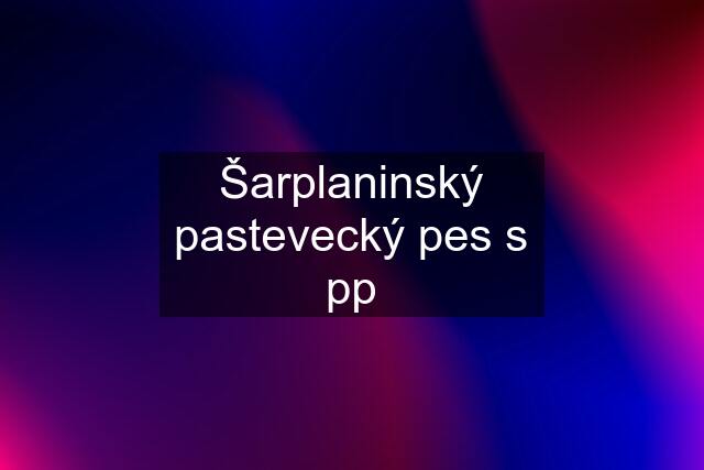 Šarplaninský pastevecký pes s pp