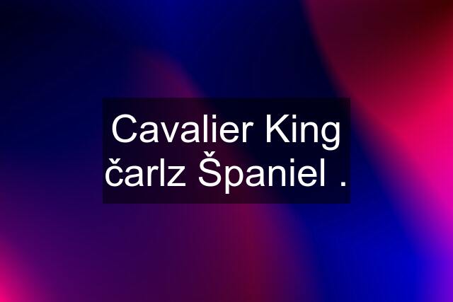 Cavalier King čarlz Španiel .