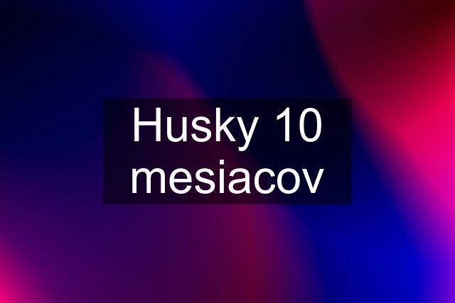 Husky 10 mesiacov