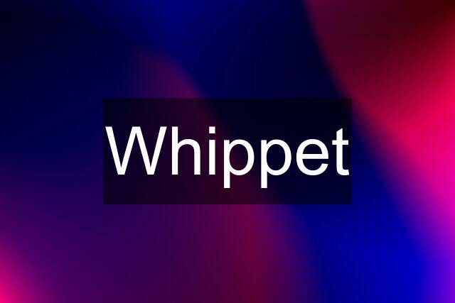 Whippet