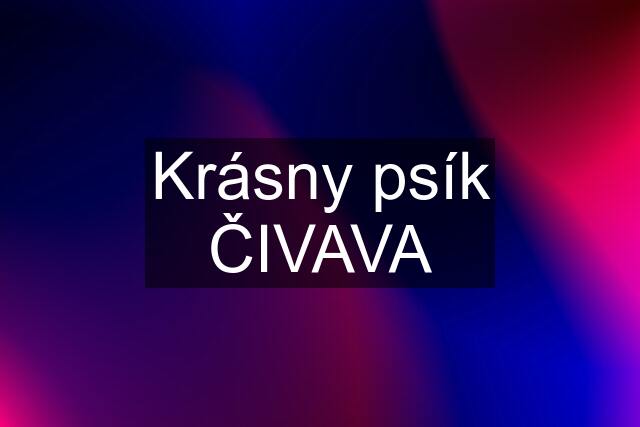 Krásny psík ČIVAVA