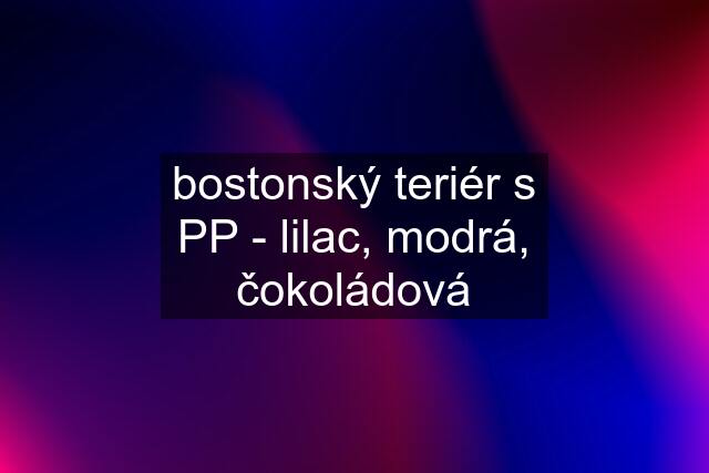 bostonský teriér s PP - lilac, modrá, čokoládová